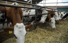 De astăzi, fermierii pot depune cererile pentru plata subvențiilor acordate crescătorilor de vaci