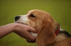ANSVSA: Toți câinii cu stăpân trebuie identificați și înregistrați în termen de 60 de zile de la publicarea normelor