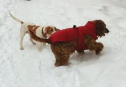 Cât poţi să stai cu câinele tău afară, pe vreme rece şi zăpadă?!