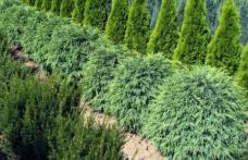 Pepiniera Gădina Verde vă pune la dispoziție 2 scheme de tratamente și fertilizări pentru conifere și respectiv pentru arbori si arbuști