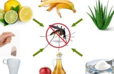 Soluţii naturale și eficiente pentru a scăpa de țânțari