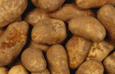 Bulgari de cartofi 
