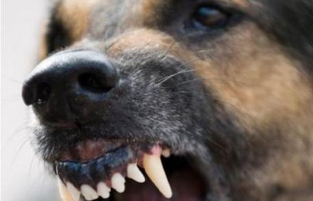 Jandarmii botoșăneni în alertă! Apeluri 112 pentru câini periculoși
