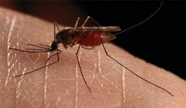 Ce boli pot transmite țânțarii