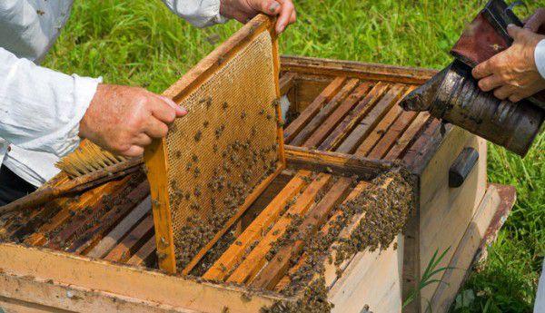 Sprijin financiar pentru apicultura