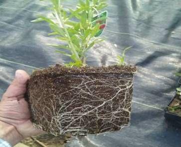Sistem de rădăcini după 1 lună