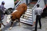 Transport ilegal de animale, depistat de poliţiştii botoșăneni