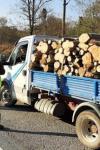 Trafic ilegal cu lemne! Polițiștii dorohoieni au aplicat amenzi și au confiscat material lemnos