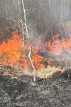 Două incendii de vegetație uscată și stuf, în Vinerea Mare, la Dersca și Vlăsinești