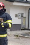 Fugărită de un câine, o pisică s-a refugiat într-un copac înalt de peste opt metri. Pompierii au intervenit