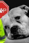 Persoane trimise în judecată pentru schingiuirea și uciderea animalelor