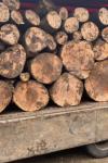 Material lemnos confiscat la Ibănești
