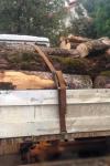 Amendă de 2.000 de lei și material lemnos confiscat