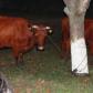 Hoți de animale, reținuți de poliție după ce au furat două vaci de pe câmp