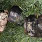 Bătrânică de 91 de ani salvată de vecini din casa mistuită de flăcări