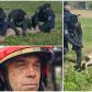 Căprioară rătăcită într-un cartier din Botoșani ajutată de jandarmi să revină în mediul natural