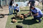 Biroul de Protectie a Animalelor (3)