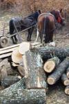 Hoți de lemne depistați în flagrant sâmbătă seară într-o pădure de pe raza comunei Ibănești