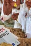 Bani pentru fermieri: Crescătorii de vaci de lapte și taurine vor primi o subvenție de 100 de euro pentru fiecare animal