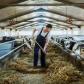 Veste bună pentru crescătorii de animale din România! Se majorează subvenția APIA pentru vacile de lapte