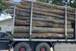 lemn confiscat_d