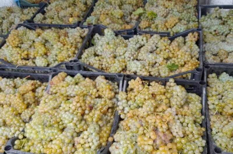Vând struguri de vin, producție 2025 - 14