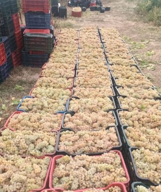 Vând struguri de vin, producție 2025 - 8