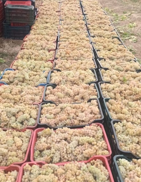 Vând struguri de vin, producție 2025 - 10