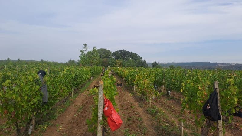 Vând struguri de vin, producție 2025 - 19