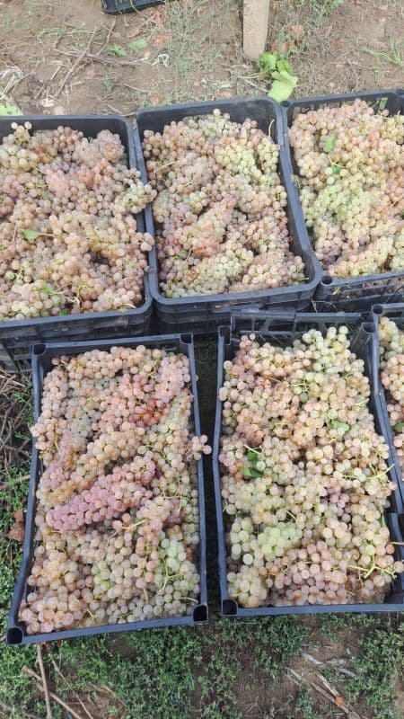 Vând struguri de vin, producție 2025 - 20