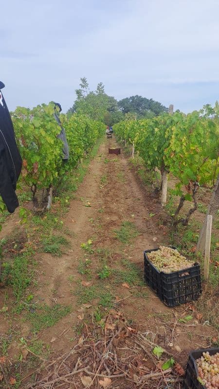 Vând struguri de vin, producție 2025 - 21