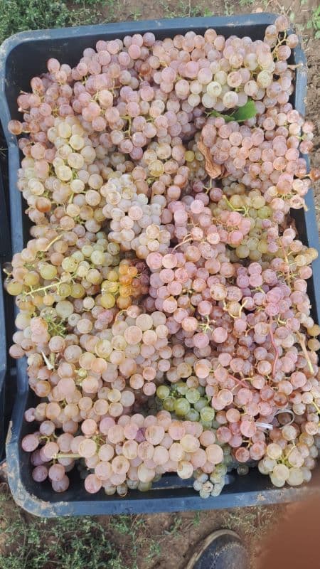 Vând struguri de vin, producție 2025 - 4