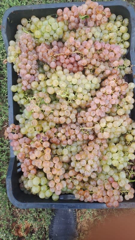 Vând struguri de vin, producție 2025 - 5