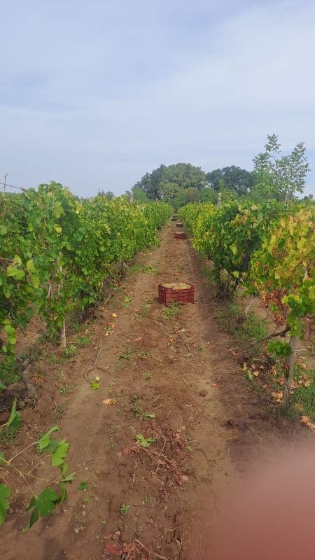 Vând struguri de vin, producție 2025 - 6