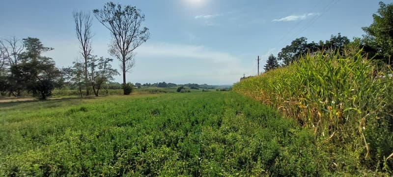 Vând teren, front stradal, în Dumbrăvița, comuna Ibănești - 4