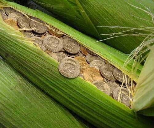 Agricultorii români vor primi subvenţii pentru culturi bio