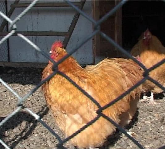 Poliţiştii dorohoieni au identificat şi reţinut autorul mai multor furturi de păsări