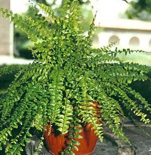  Plante de interior care purifica aerul