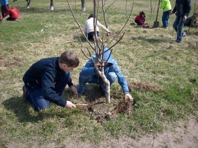 România verde… Sărbătoarea sădirii arborilor