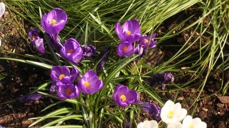 Temperaturi de peste 11 de grade la sfârşitul săptămânii 