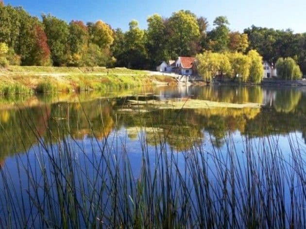 Padurile de lunca din Romania 