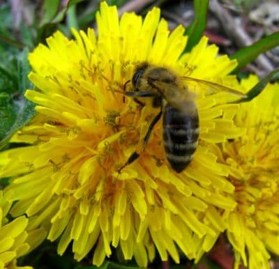 Utilizarea abuziva a pesticidelor : Genocidul albinelor romanesti  