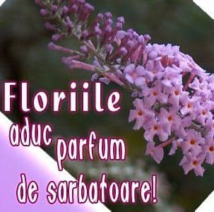 Floriile sau Duminica Floriilor reprezinta celebrarea intrarii Domnului Iisus Hristos in Ierusalim