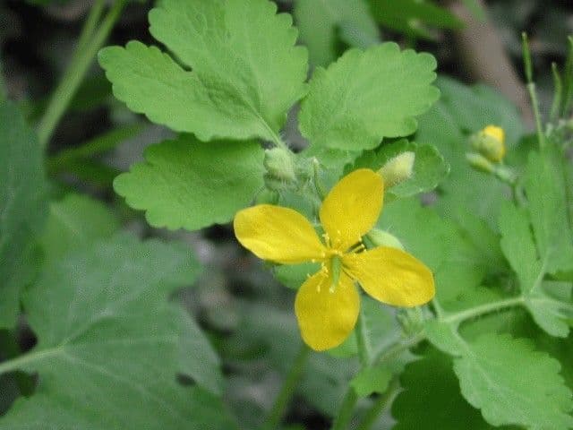 6 plante medicinale pentru un ficat sanatos