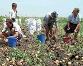 Fermierii, forţaţi să încheie contracte de muncă pentru zilieri