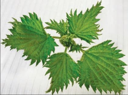 Urzica, planta medicinala de mii de ani