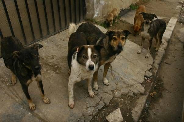 O problemă care persistă în Dorohoi - Câinii comunitari 