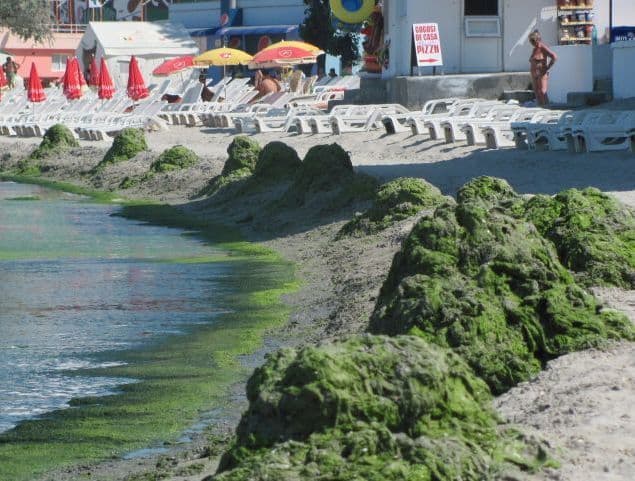 Marea Neagră, plină de alge
