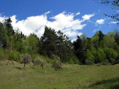 Bătrână decedată, descoperită la marginea unei păduri
