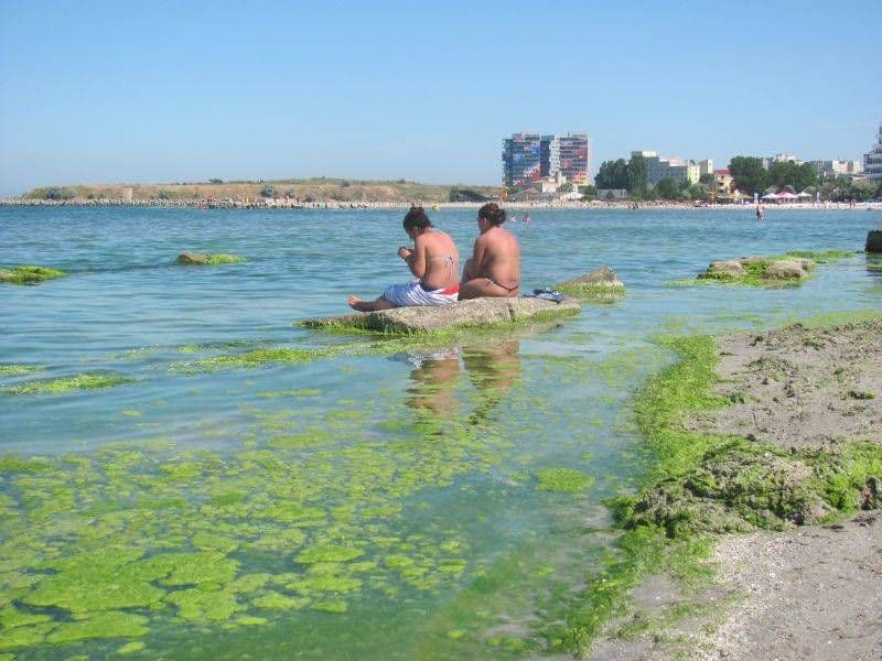 Autorităţile se declară depăşite de situaţie. Litoralul românesc, invadat de alge